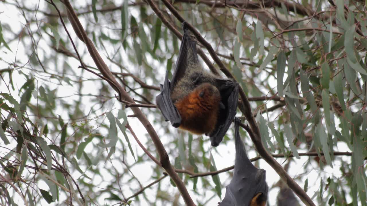 фруктовая летучая мышь летучая лиса висит вниз головой на ветке дерева и чистит себя