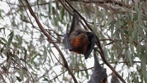 murciélago de la fruta zorro volador colgando boca abajo de la rama de un árbol limpiándose