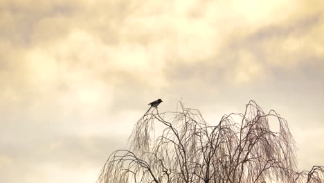 Eurasian-magpie-lonely-bird-on-top-of-Birch-tree-during-scenic-Sunset---Long-Wide-shot