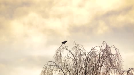 eurasian magpie lonely bird on top of birch tree during scenic sunset - long wide shot