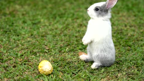 little rabbit with yellow corn