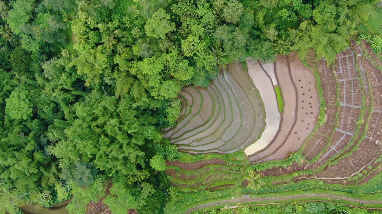 majestuosas terrazas de arrozales cerca del bosque verde tropical, vista aérea de arriba hacia abajo
