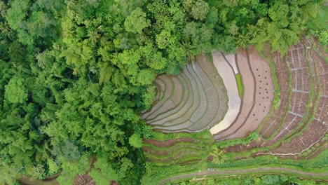 Majestic-rice-field-terraces-near-tropical-green-forest,-aerial-top-down-view