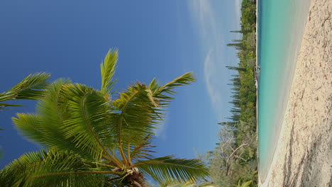 Beautiful-palm-trees-on-Kanumera-Beach,-Isle-of-Pines