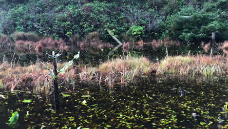 Lake-With-Fallen-Leaves-At-Oregon-Coast-During-Winter---wide-shot