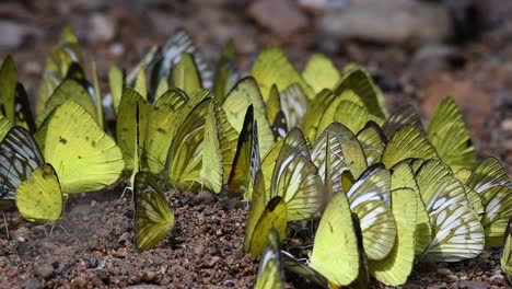 close up natural landscape of a swarm of yellow common gull butterflies congregating and sipping the salts and minerals from the ground