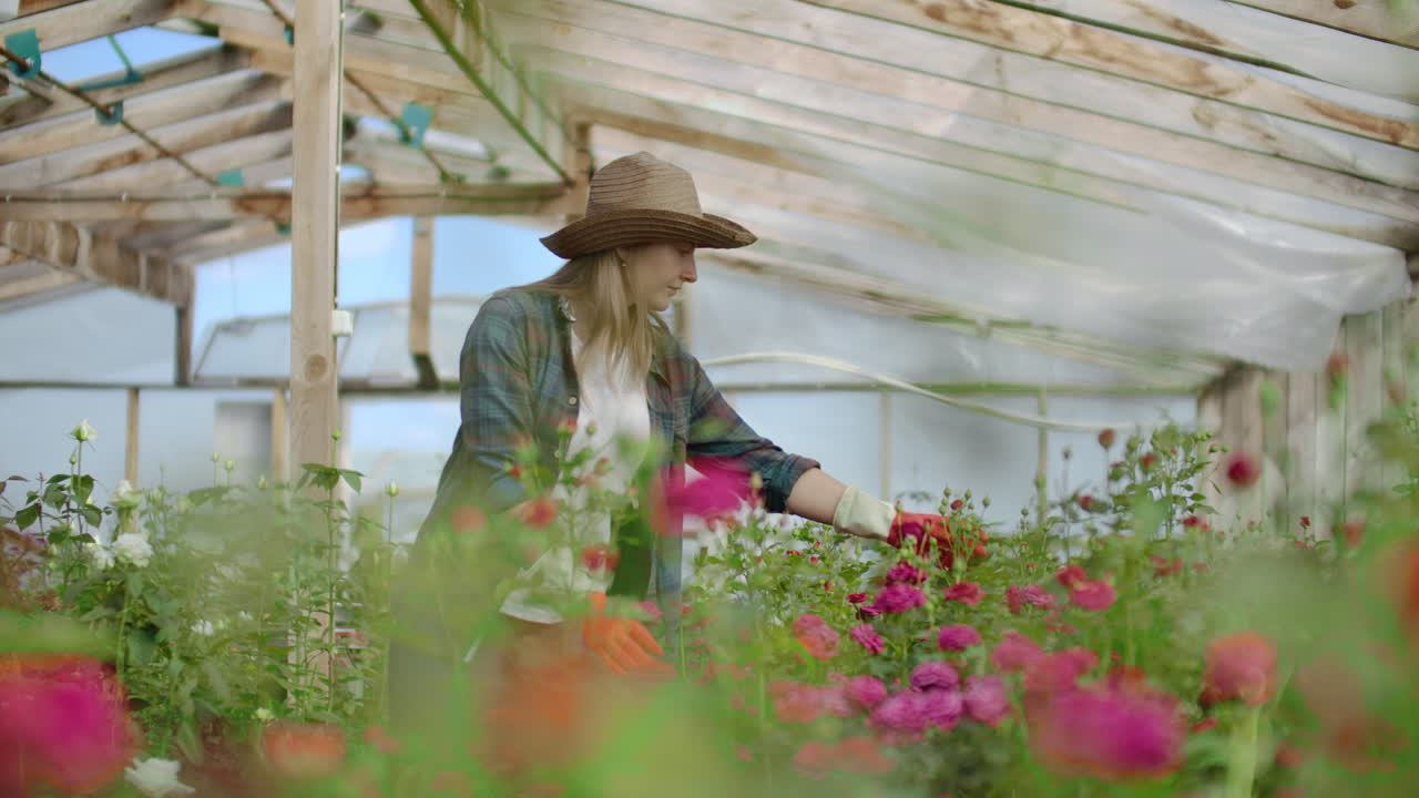 A female gardener is walking in a gloved greenhouse watching and controlling roses grown for her small business. Florist girl walks on a greenhouse and touches flowers with her hands