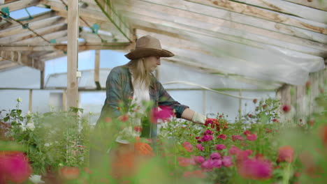 A-female-gardener-is-walking-in-a-gloved-greenhouse-watching-and-controlling-roses-grown-for-her-small-business.-Florist-girl-walks-on-a-greenhouse-and-touches-flowers-with-her-hands