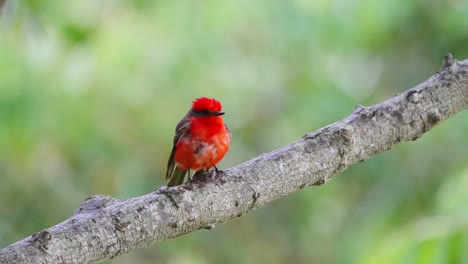 male vermilion flycatcher, pyrocephalus rubinus perching on a tree branch against green forest environment on a windy day