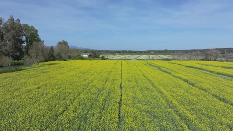 Slow reverse drone flight over a blooming rapeseed field with a central plow line, surrounded by other crops, showing vivid contrast between bright yellow flowers and deep blue sky.