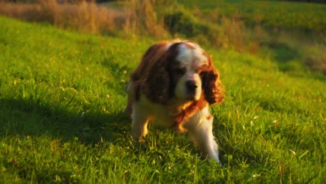 Impresionantes-Imágenes-En-Alta-Definición-De-Un-Alegre-Perro-Cavalier-King-Charles-Spaniel-Caminando-Felizmente-Por-La-Hierba,-Moviendo-La-Cola-Y-Observando-Los-Alrededores