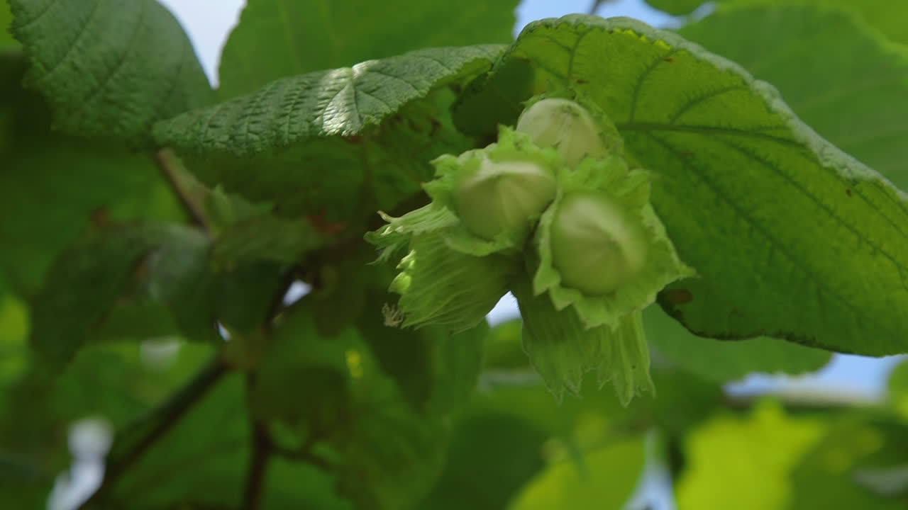 las avellanas en un árbol en flor