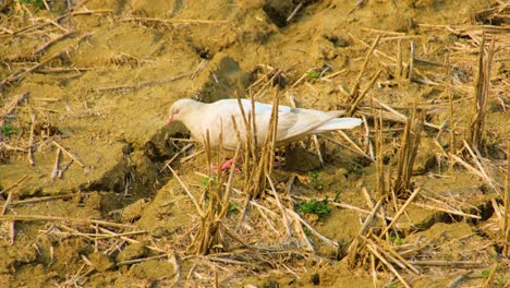 A-white-dove-walking-on-a-patch-of-dead-shrubbery-during-a-draught-on-dry-land