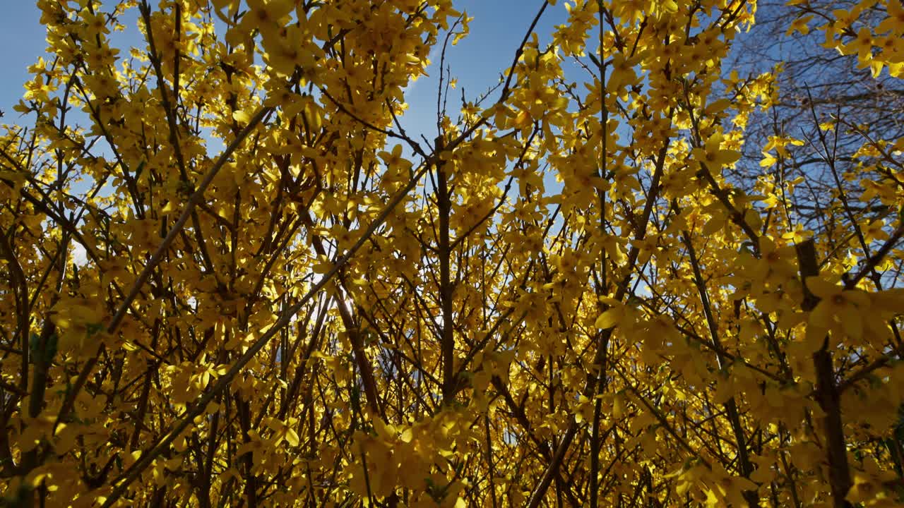 Bright Yellow Forsythia Flowers in Springtime