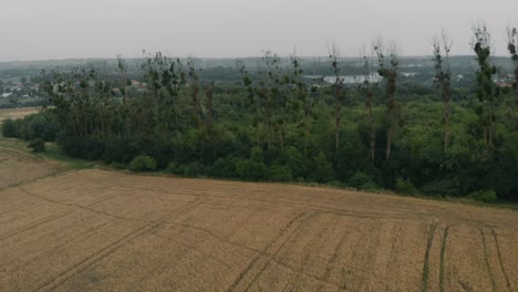 view of forest and field in kolbudy, kaszubia, pomorskie, poland