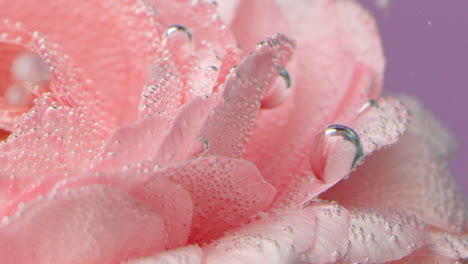 pink carnation with bubbles