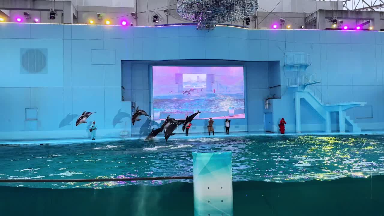 Dolphin leaps out of the water during a performance at an aquarium in Tokyo under colorful lights
