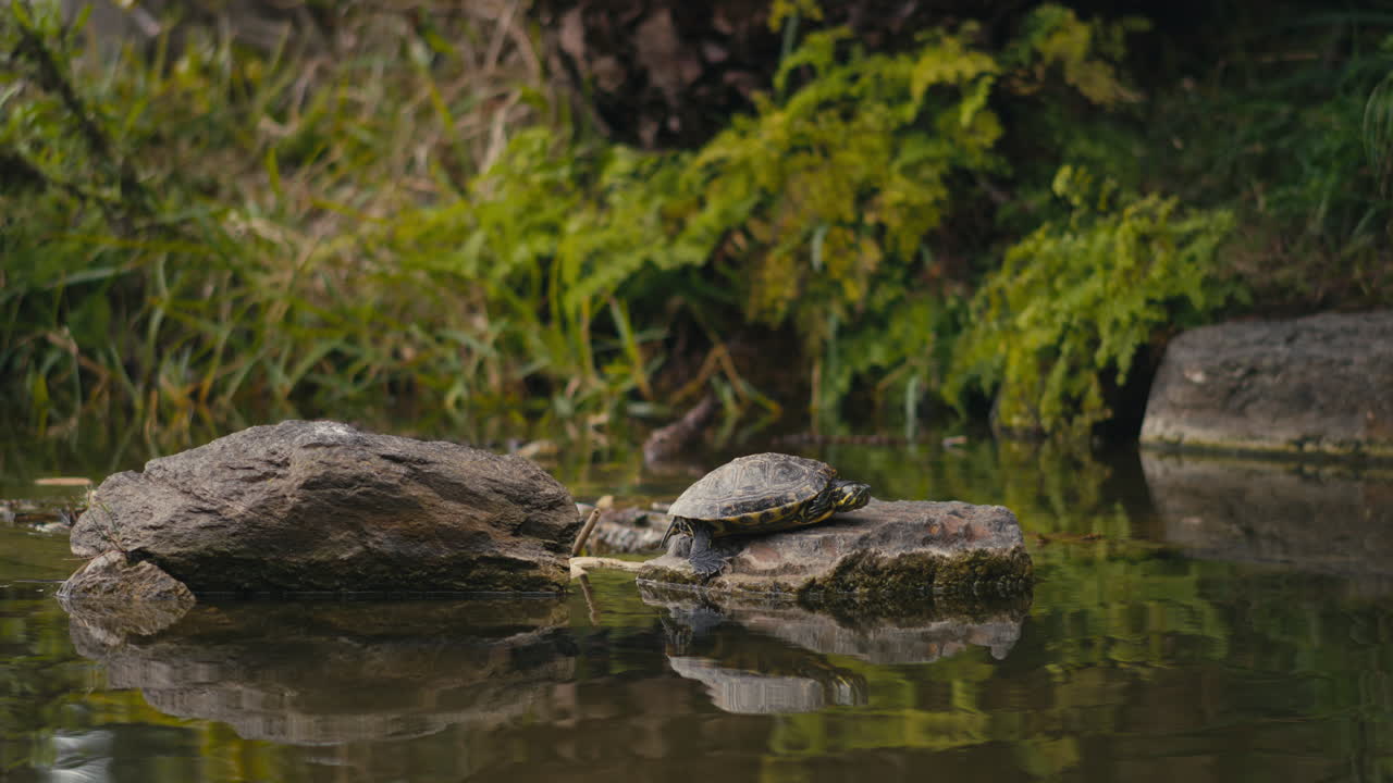 Small Turtle Resting on a Rock in a Calm Pond