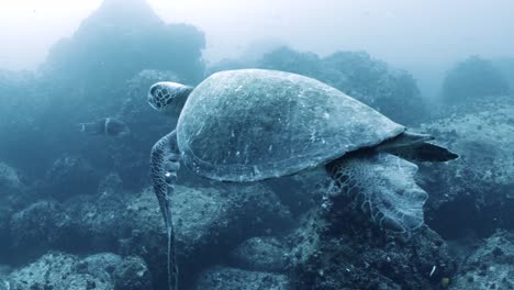 Atemberaubende-Kleine-Schildkröte,-Die-Auf-Den-Galapagos-Inseln-An-Der-Kamera-Vorbeizieht