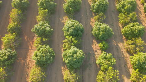 mango tree orchard with daylight irrigation system as seen from drone