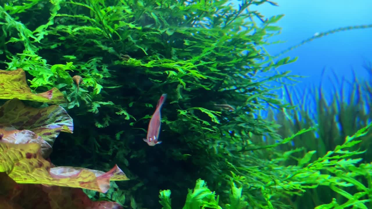 un pequeño pez rosa nada en un exuberante acuario verde bajo el agua lleno de plantas