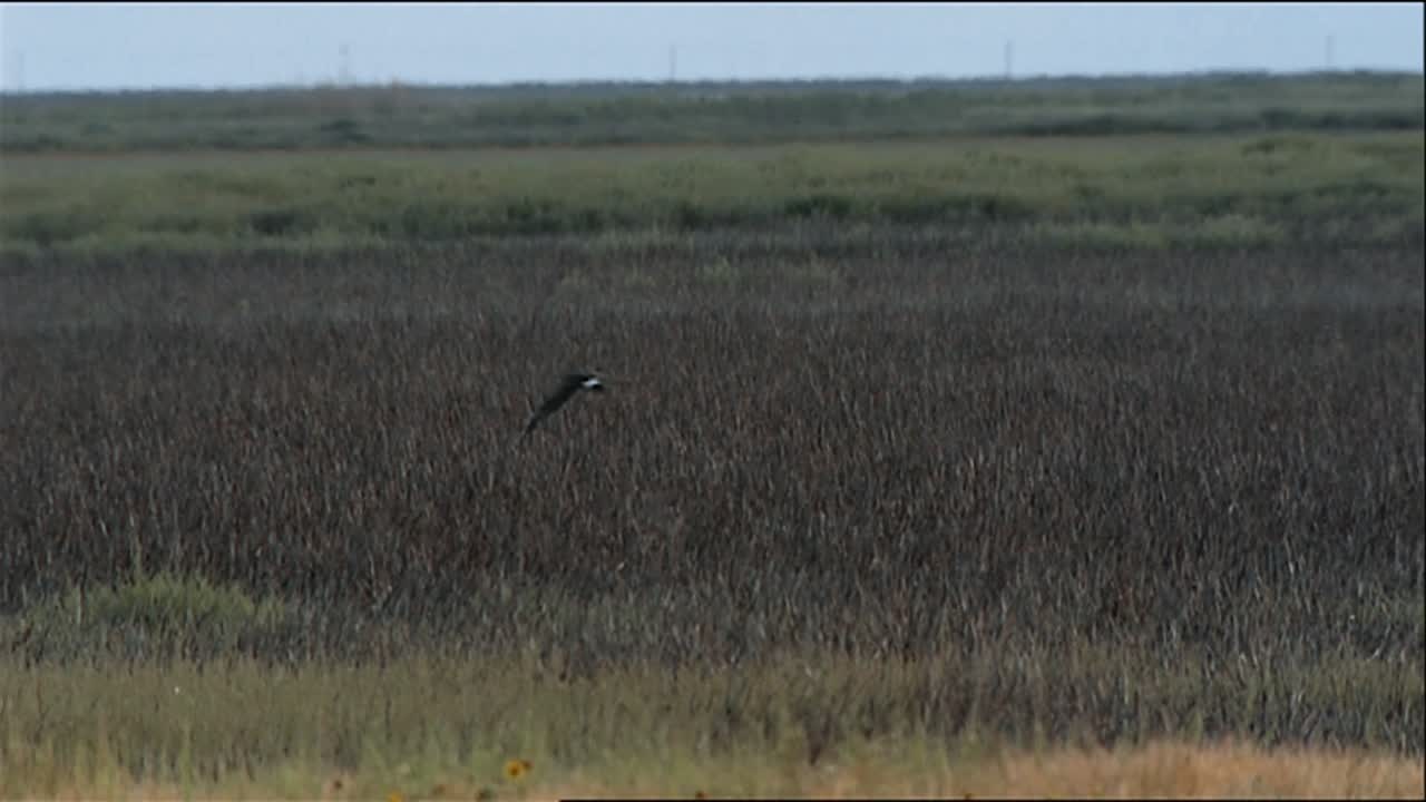 toma panorámica siguiendo la ruta de vuelo de un águila real (aquila chrysaetos) ruta de vuelo sobre un campo de hierba