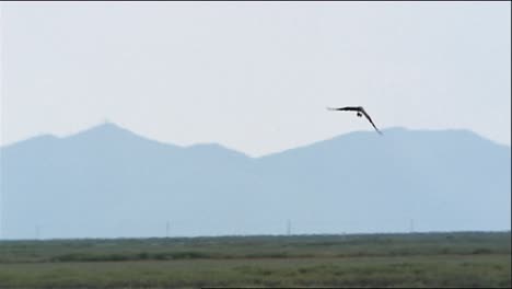 toma panorámica siguiendo la ruta de vuelo de un águila real (aquila chrysaetos) ruta de vuelo sobre un campo de hierba