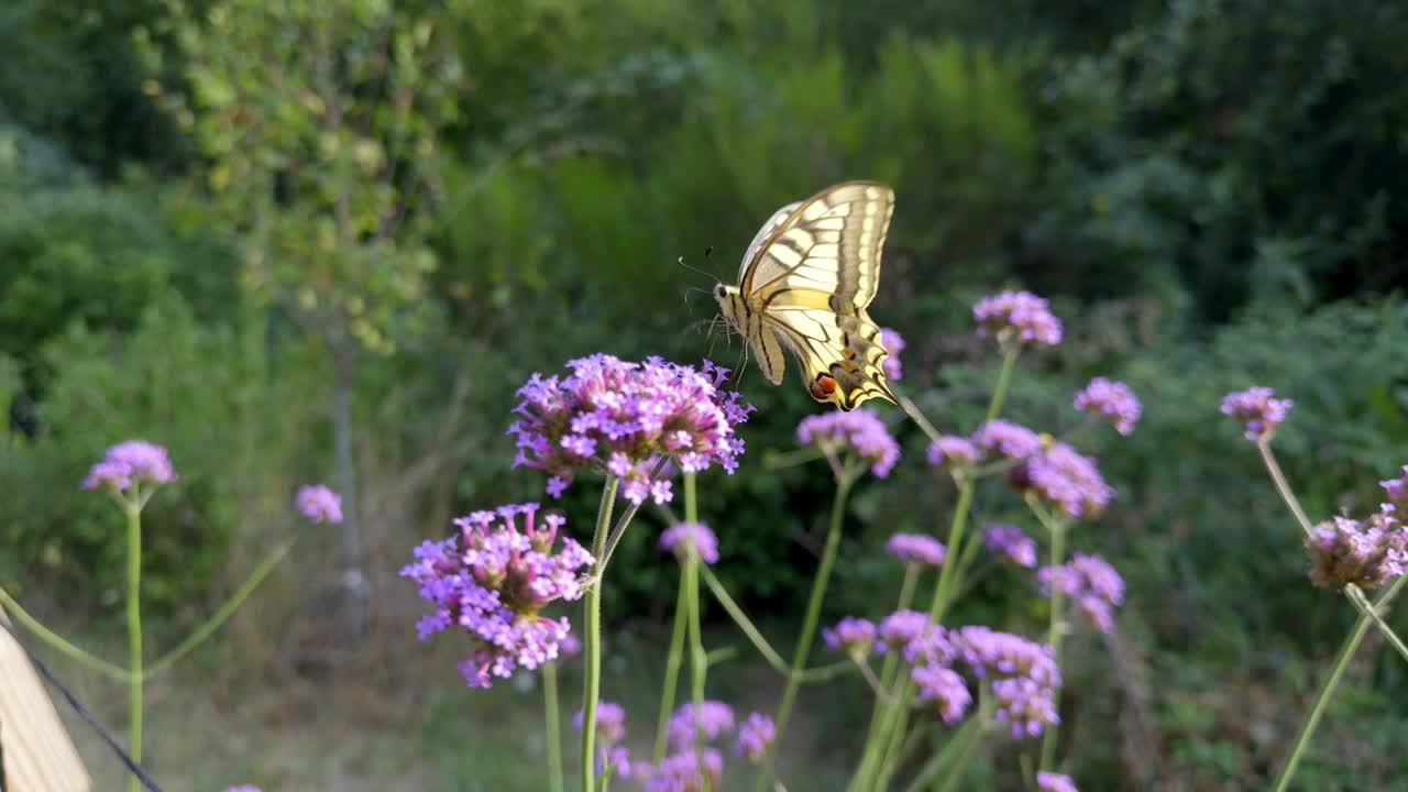 Scatto macro della farfalla coda di rondine Papilio machaon che riposa su una testa di fiore di Verbena viola. Vista dettagliata delle ali e del corpo dell'insetto in un ambiente di giardino verde durante una giornata estiva francese.