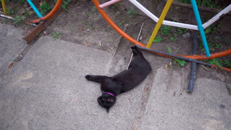 gato negro con collar rosa lamiendo su espalda en el pavimento