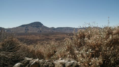 dry desert plants in volcanic landscape crater bellow pico del teide on tenerife, canary islands