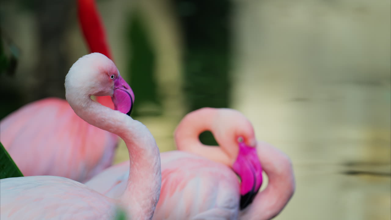 Close up of beautiful, pink flamingos standing in water at a zoo
