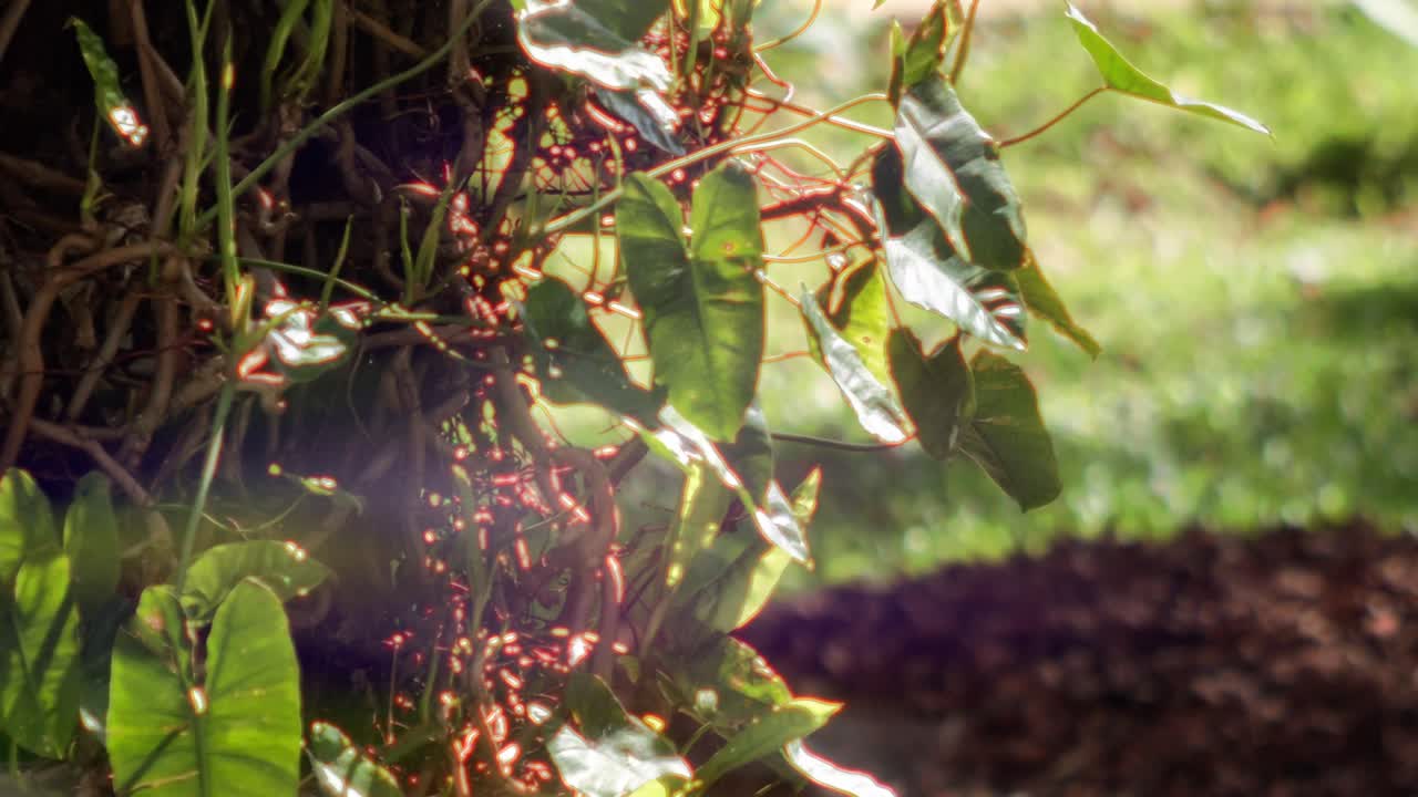 Mint plants growth, green and bright, stretching toward the warm sunlight
