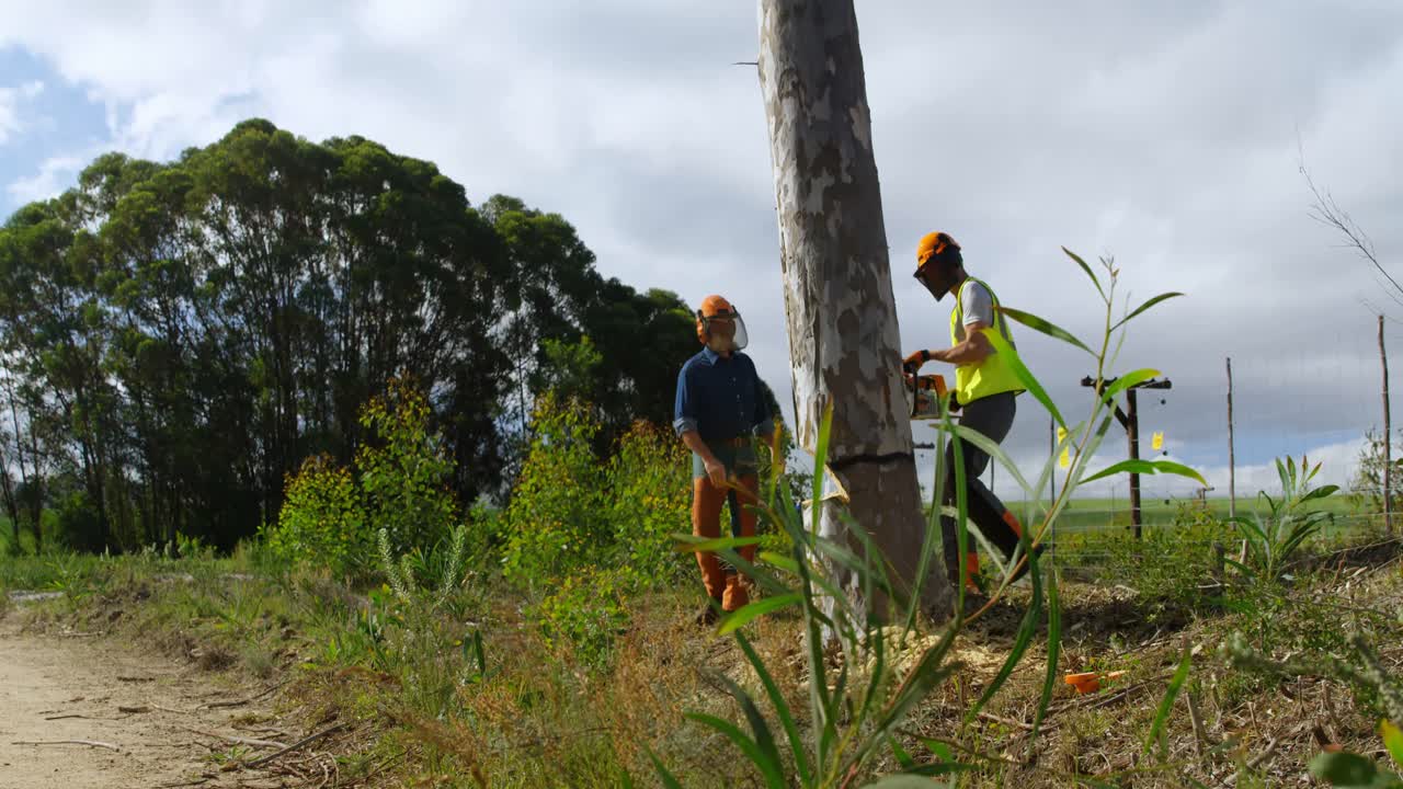 leñadores cortando árboles en el bosque 4k