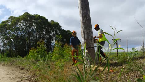 leñadores cortando árboles en el bosque 4k