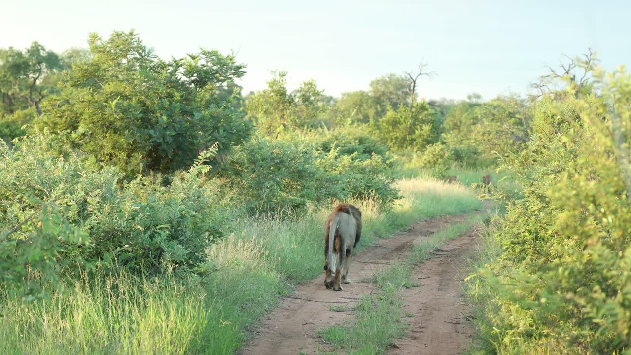 Wide shot of a male lion walking out the bushes onto a two track road following two females, Greater Kruger