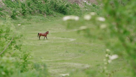 Brown-horse-on-lead-line-walking-in-circles-on-grass-field,-establishing-view