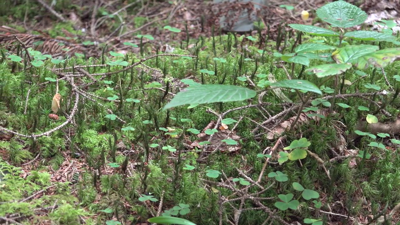 Muschio verde lussureggiante e piccole piante che crescono sul sottobosco