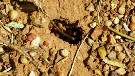 Extreme-macro-of-Red-Harvester-Ant--nest