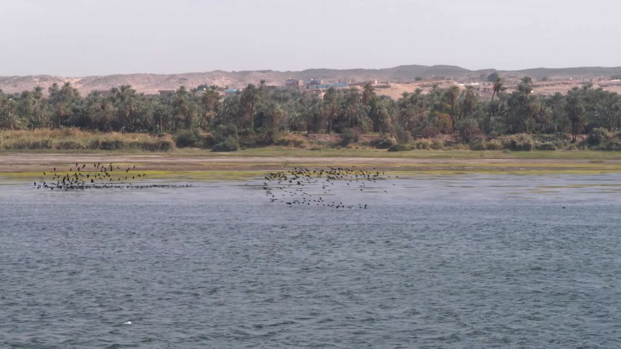 Lots of birds flying over the Nile river in Egypt.