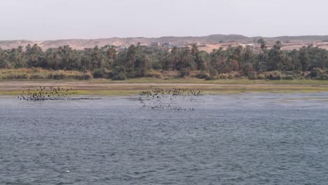 lots of birds flying over the nile river in egypt.