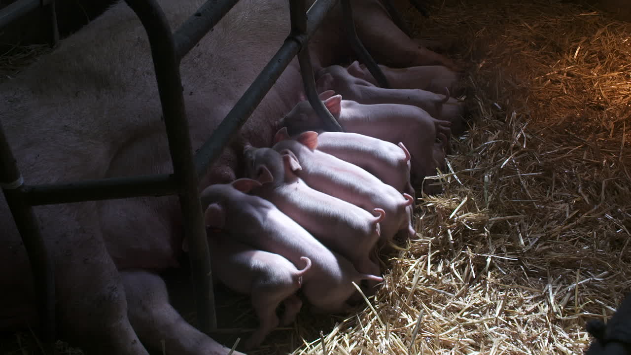 Pigs On Livestock Farm Pig Farming Young Piglets At Stable 48