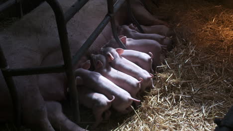 pigs on livestock farm pig farming young piglets at stable 48