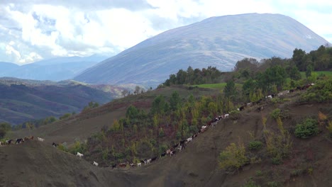 toma de establecimiento de las hermosas montañas alpinas de albania con ovejas y cabras corriendo por las laderas 1