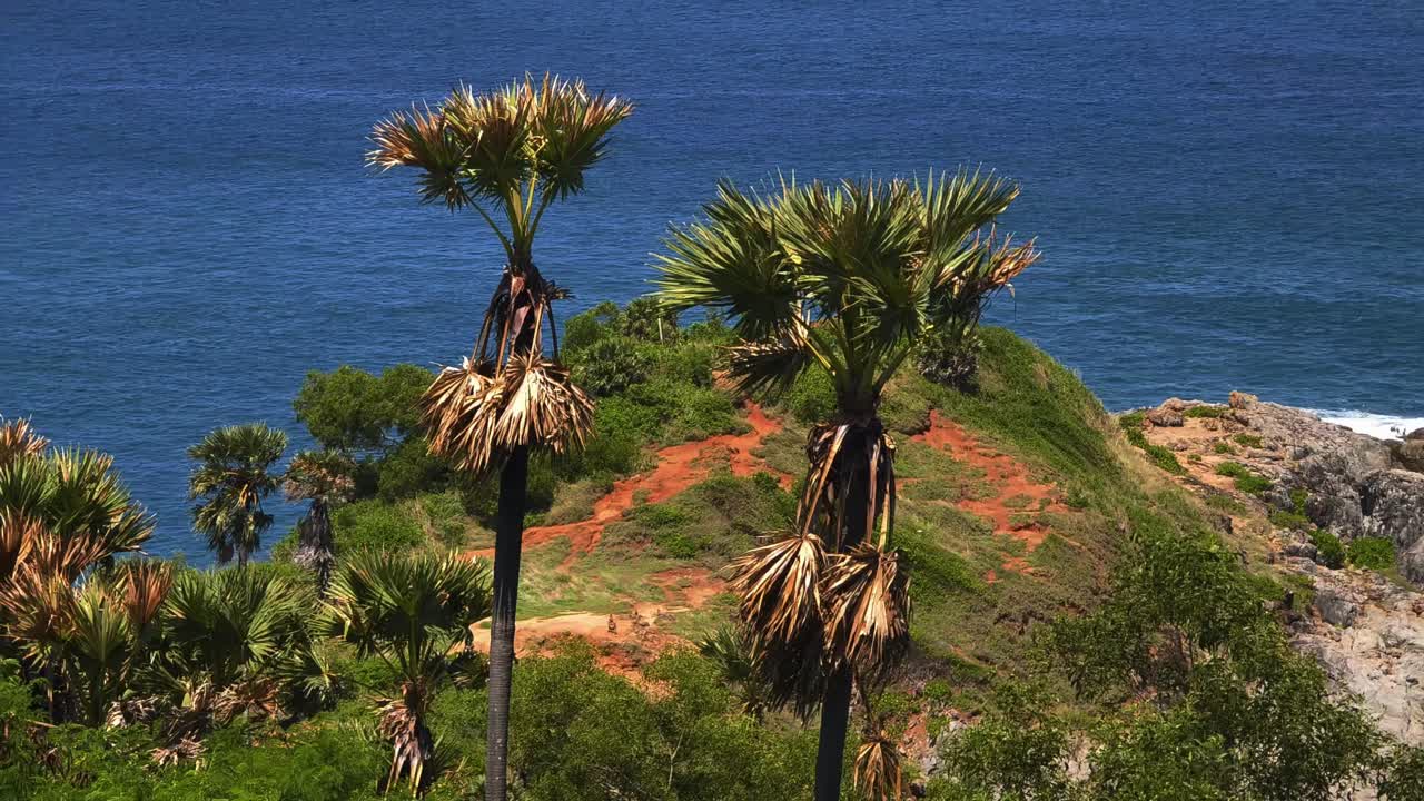 Tropical Coastline with Palm Trees and Ocean View