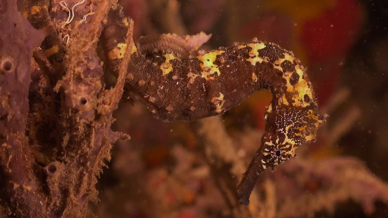 caballito de mar espinoso marrón colgando de un coral durante una inmersión nocturna en filipinas