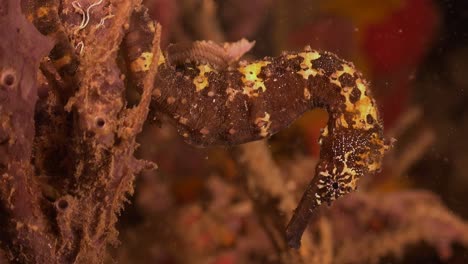 brown thorny seahorse hanging on coral during a night dive in the philippines