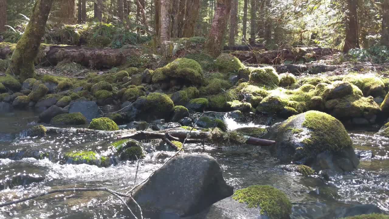 agua que fluye sobre rocas cubiertas de musgo en el bosque del bosque nacional olímpico