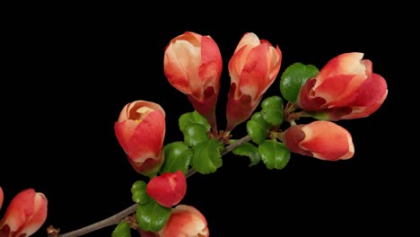 macro time lapse japanese quince (chaenomeles, maule's quince) sacura tree flowers blooming isolated on pure black background