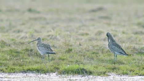 A-few-curlew-birds-resting-near-water-puddle-flooded-wetland-during-migration