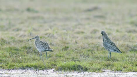 unas pocas aves rizadas descansando cerca de un charco de agua inundado de humedales durante la migración